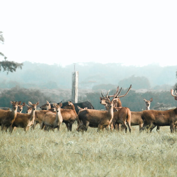 grup rusa di baluran