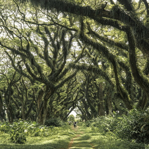 hutan djawatan sejuk