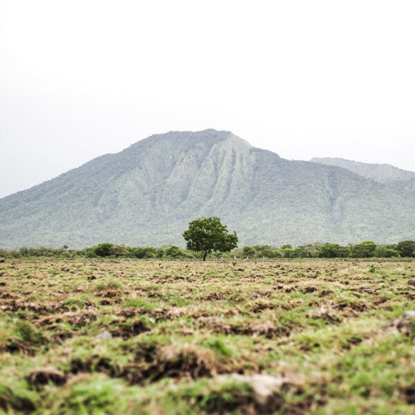 savana taman nasional baluran