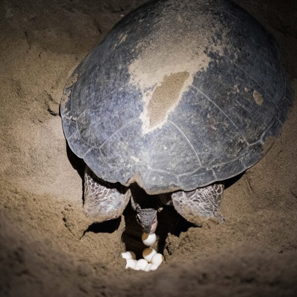 turtle lay egg in sukamade