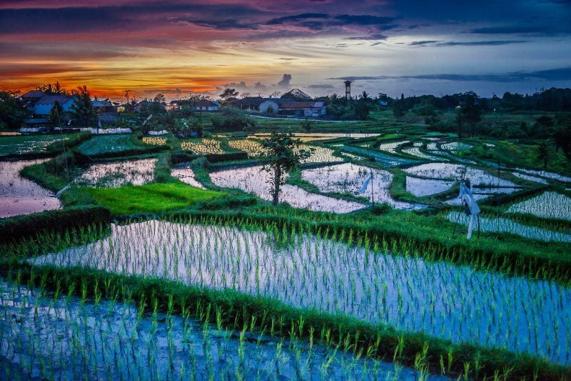 7-Eye-catching-Rice-Fields-in-Bali-to-Visit