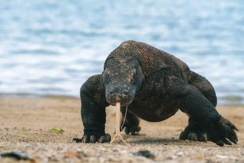 The-Best-Things-to-Do-in-Komodo-National-Park